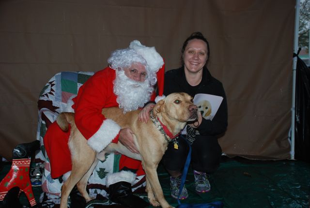 Labrador Friends of the South Adopted - Bandit