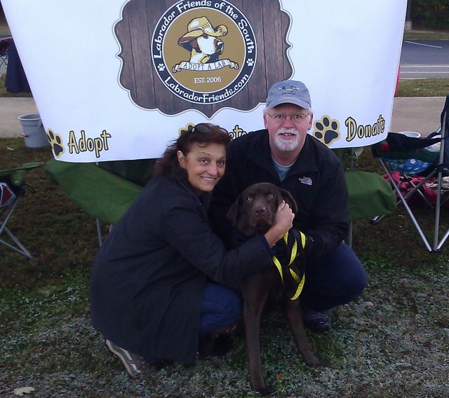 Labrador Friends of the South Adopted - Saydie