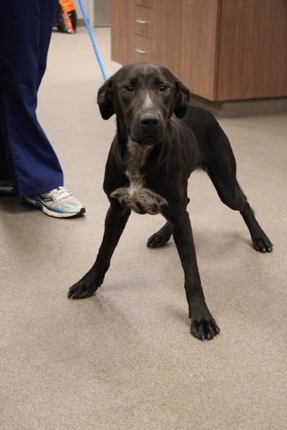 Labrador Friends of the South - Available Lab Godiva and Suzy 2