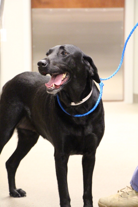 Labrador Friends of the South - Available Lab Lolly 4