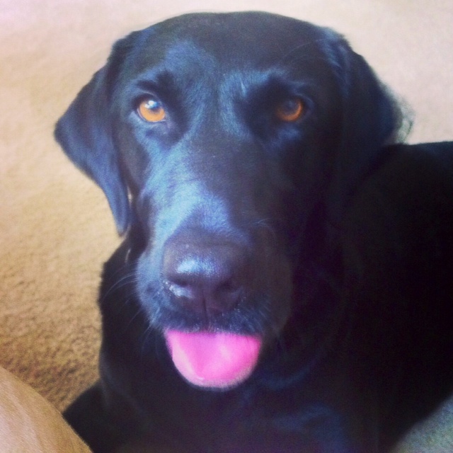 Labrador Friends of the South - Available Lab Lolly 7