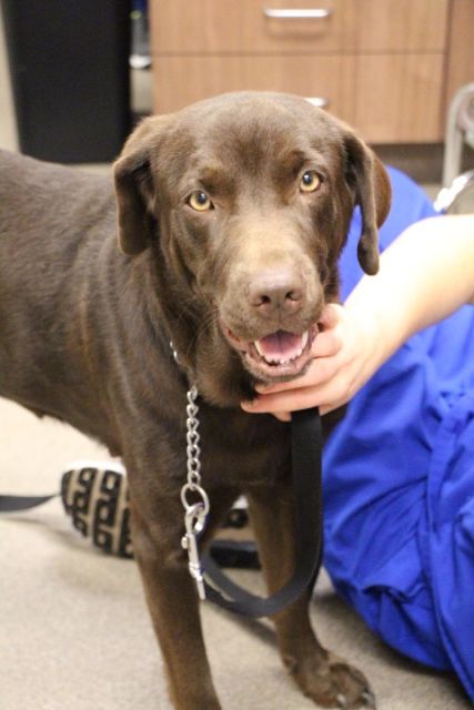 Labrador Friends of the South -Available Lab Saydie 4
