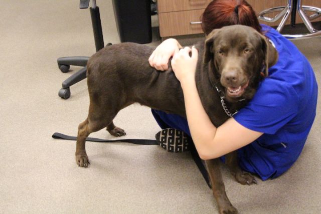 Labrador Friends of the South -Available Lab Saydie 5