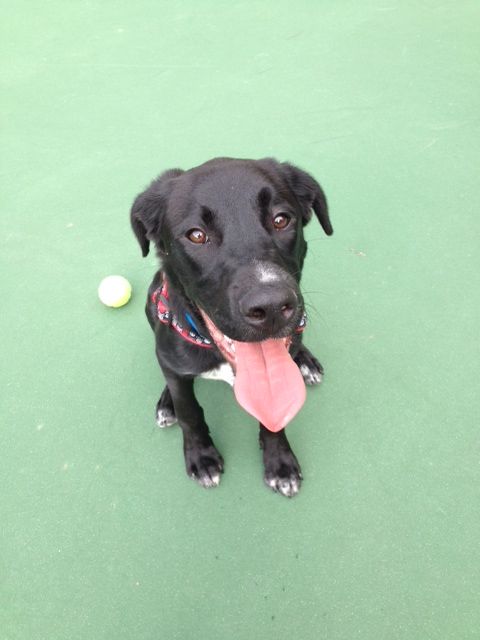 Labrador Friends of the South - Available Lab Tex 4