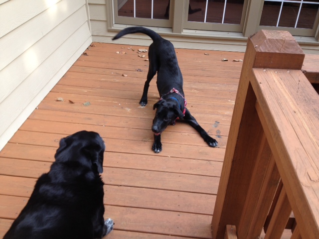 Labrador Friends of the South - Available Lab Tex 5