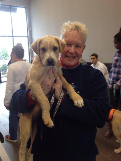 Labrador Friends of the South Adopted - Maize