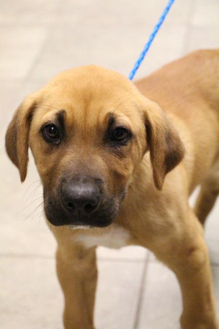 Labrador Friends of the South - Availabla Lab Pumpkin 1
