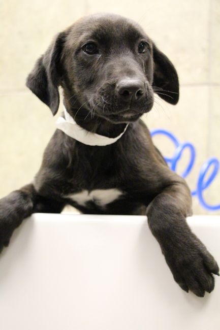 Labrador Friends of the South - Available Lab Autumn 1
