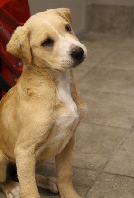 Labrador Friends of the South - Available Lab Maize 2