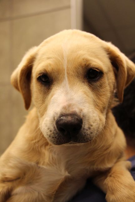 Labrador Friends of the South - Available Lab Maize 3