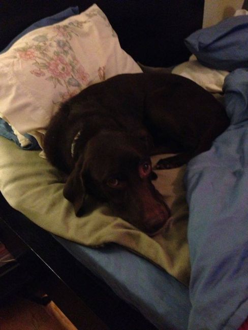 Labrador Friends of the South - Available Lab Ziggy 1