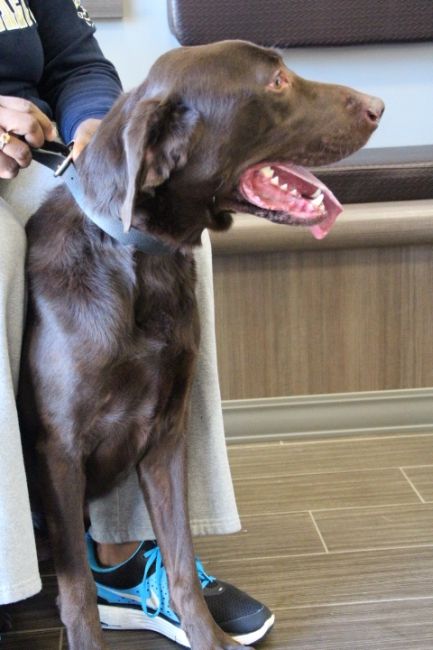Labrador Friends of the South - Available Lab Ziggy 3