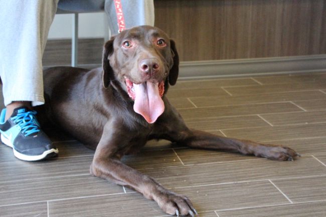 Labrador Friends of the South - Available Lab Ziggy 6