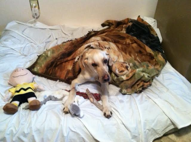 Labrador Friends Available Lab - Ellie 1