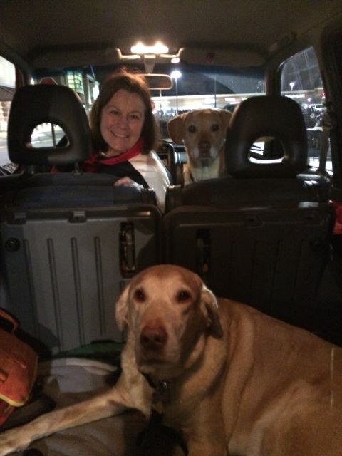 Labrador Friends of the South - Adopted Buddy