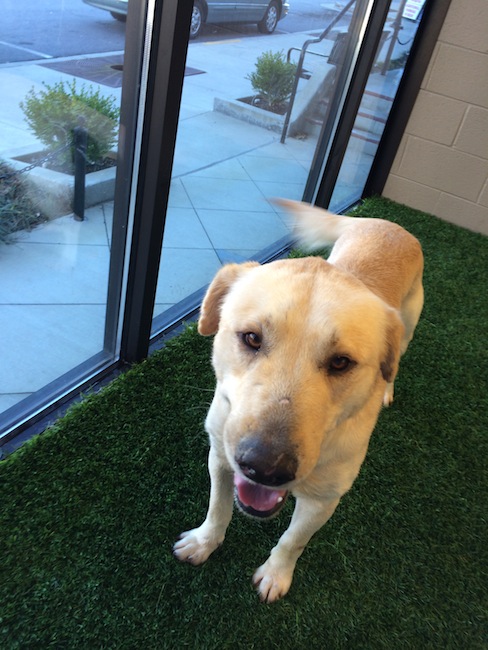 Labrador Friends of the South - Available Lab Big-Boy 1