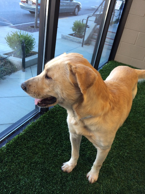 Labrador Friends of the South - Available Lab Big-Boy 3