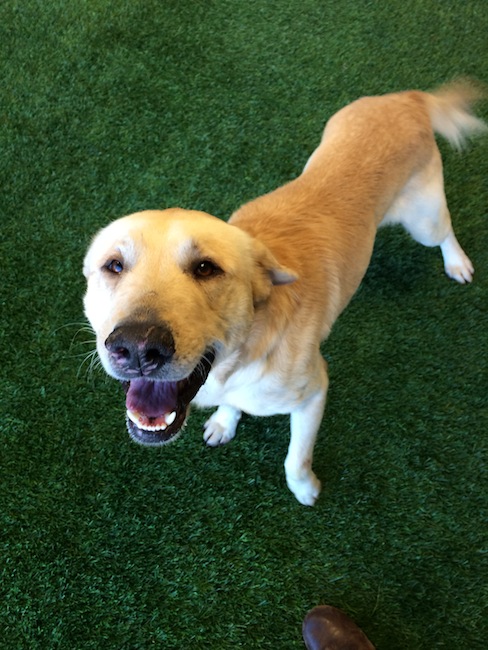 Labrador Friends of the South - Available Lab Big-Boy 5