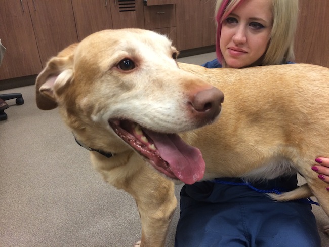 Labrador Friends of the South - Available Lab Buddy Os 1