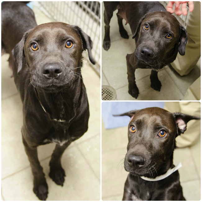 Labrador Friends of the South - Available Lab Isis 2