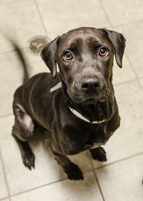 Labrador Friends of the South - Available Lab Isis 3