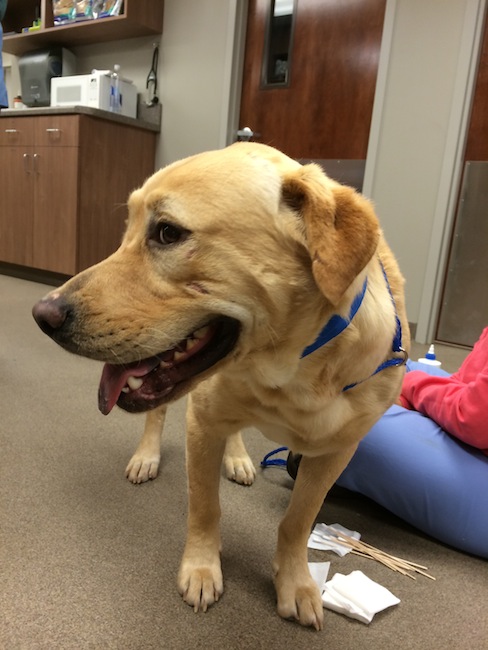 Labrador Friends of the South - Available Lab Lester 2