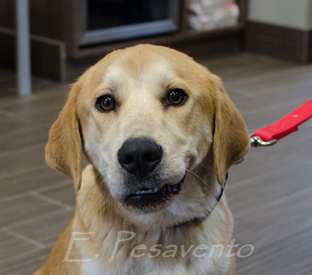 Labrador Friends of the South - Available Lab Logan (1 of 1)-2