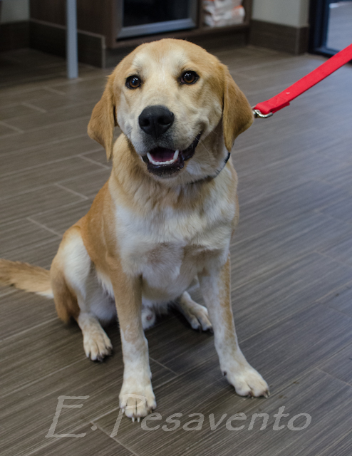 Labrador Friends of the South - Available Lab Logan (1 of 1)-3