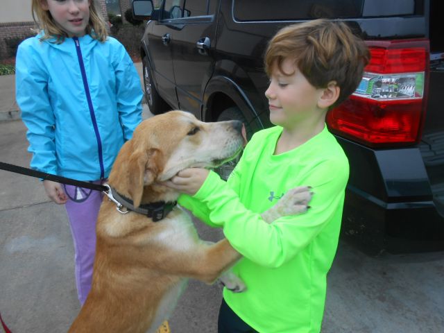 Labrador Friends of the South - Available Lab Logan (1 of 1)-6