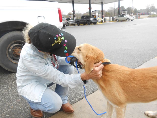 Labrador Friends of the South - Available Lab Logan (1 of 1)-7