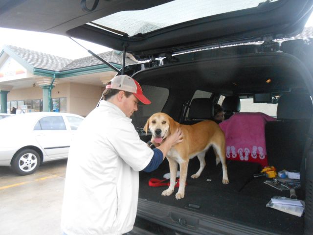 Labrador Friends of the South - Available Lab Logan (1 of 1)-8