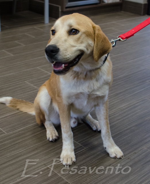 Labrador Friends of the South - Available Lab Logan (1 of 1)