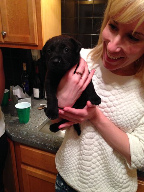 Labrador Friends of the South - Available Lab Lola 2