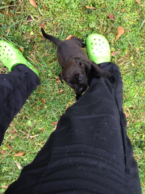 Labrador Friends of the South - Available Lab Lola 3