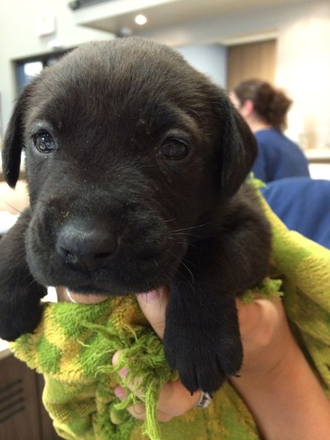 Labrador Friends of the South - Available Lab Lola 4