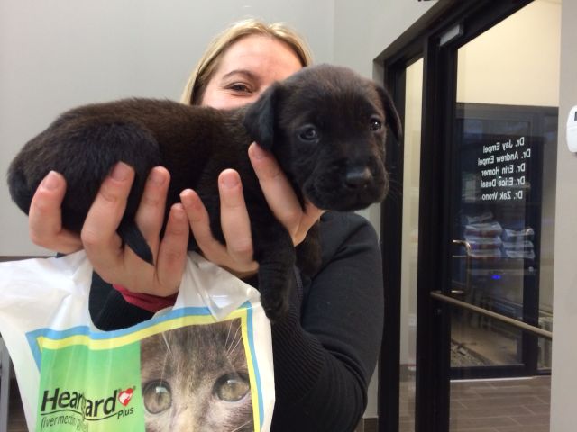 Labrador Friends of the South - Available Lab Lola 5