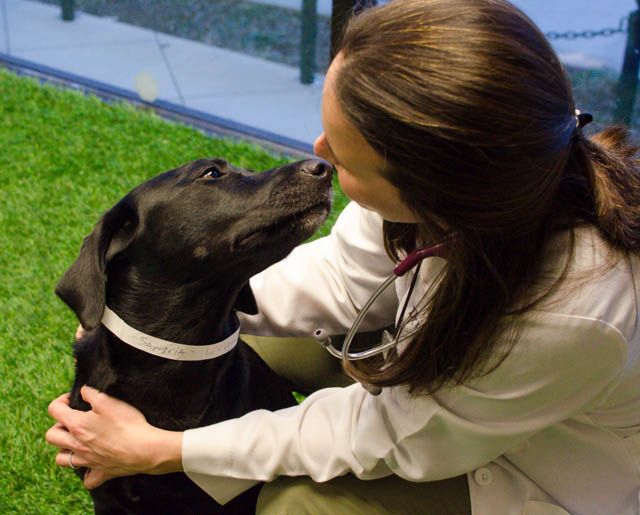 Labrador Friends of the South - Available Lab Sangria-4