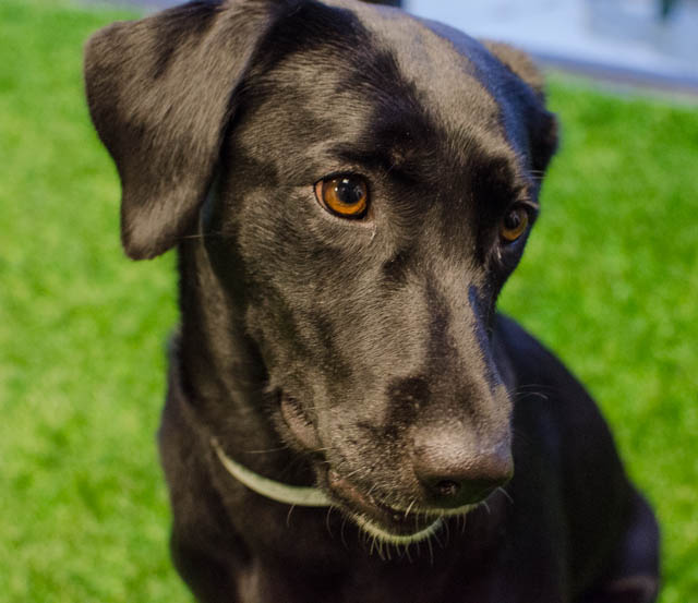 Sangria Adopted 01/11/2014 Labrador Friends