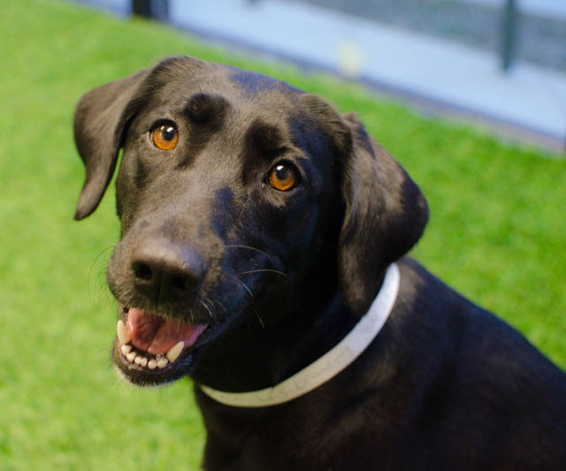 Labrador Friends of the South - Available Lab Sangria-6