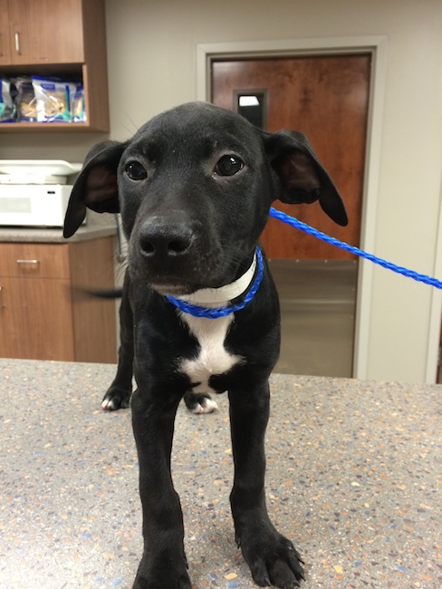 Labrador Friends of the South - Available Lab St Nick 1