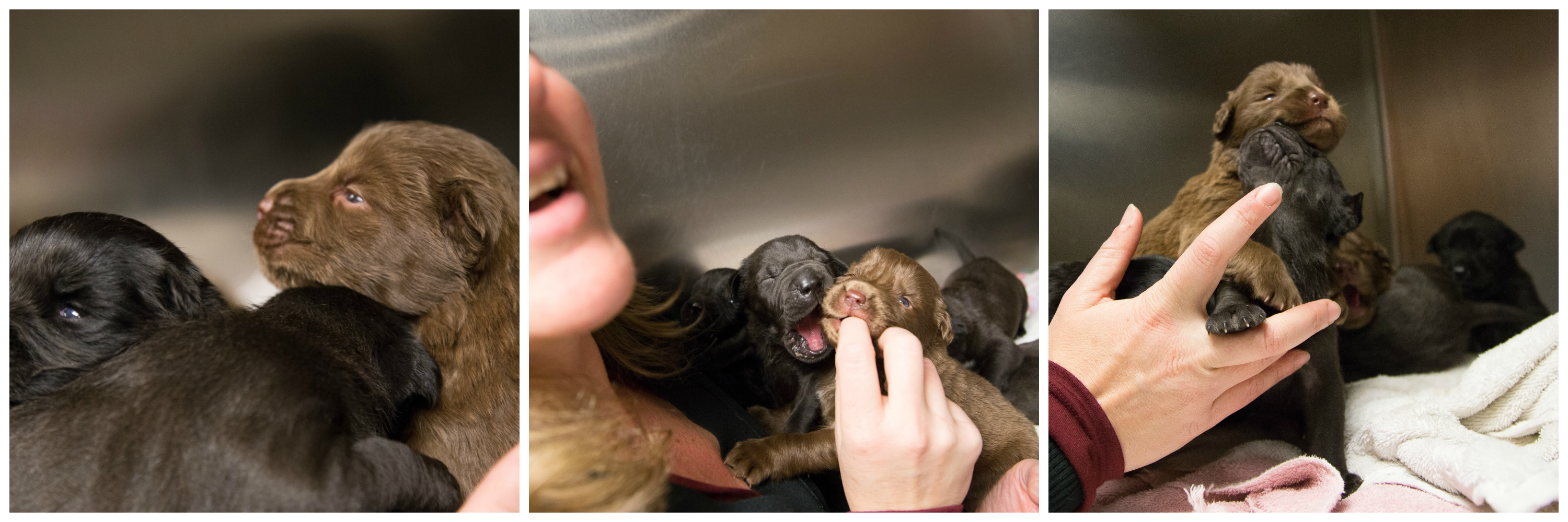 Puppy Bath 1b