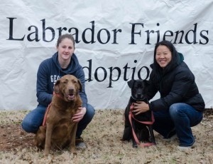 Labrador Friends of the South - Adopted Dog Lil