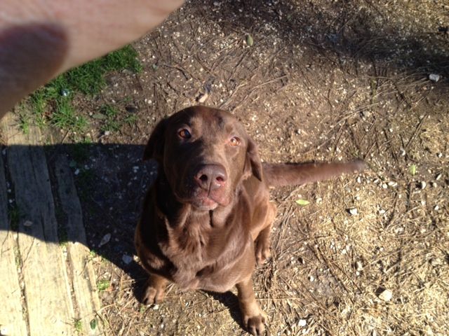 Labrador Friends of the South- Available Lab Ajax