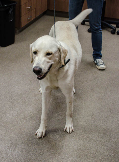 Labrador Friends of the South - Available Lab Bianca-8