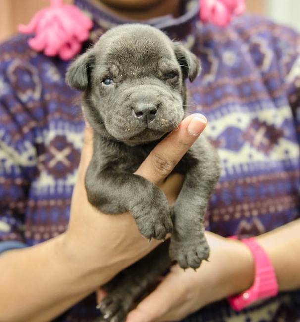 Labrador Friends of the South - Available Lab Happy 1