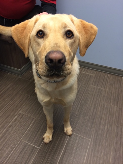 Labrador Friends of the South - Available Lab Pooler 1
