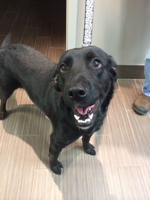 Labrador Friends of the South - Available Lab Winter 3