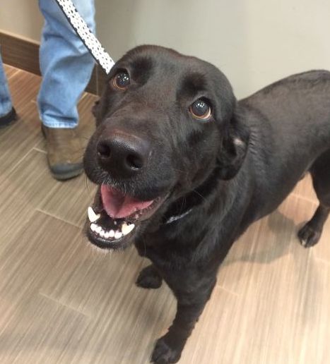 Labrador Friends of the South - Available Lab Winter 6