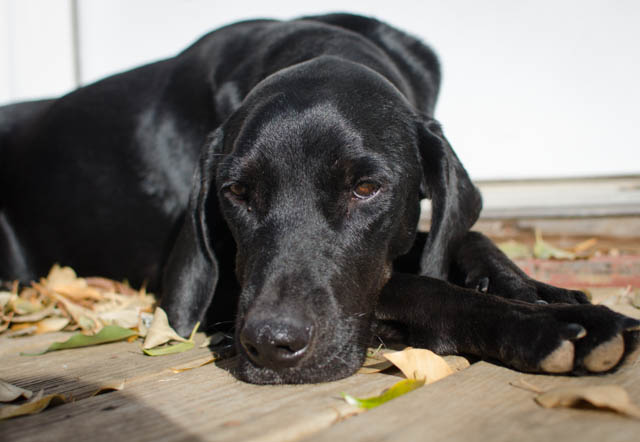 Labrador Friends of the South - Available Labs Betts-10