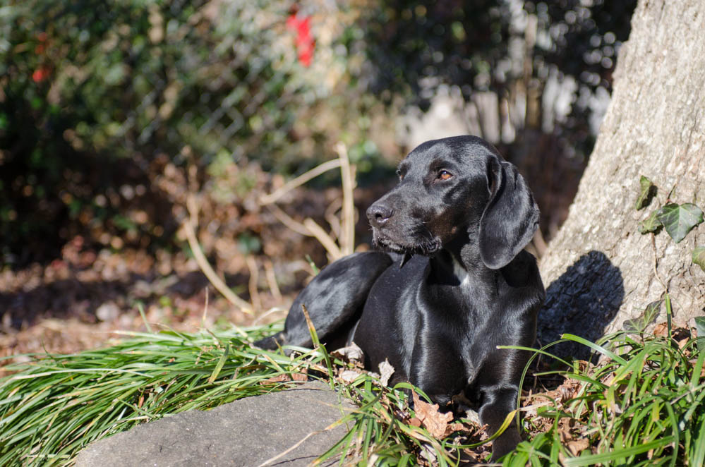 Labrador Friends of the South - Available Labs Betts-11